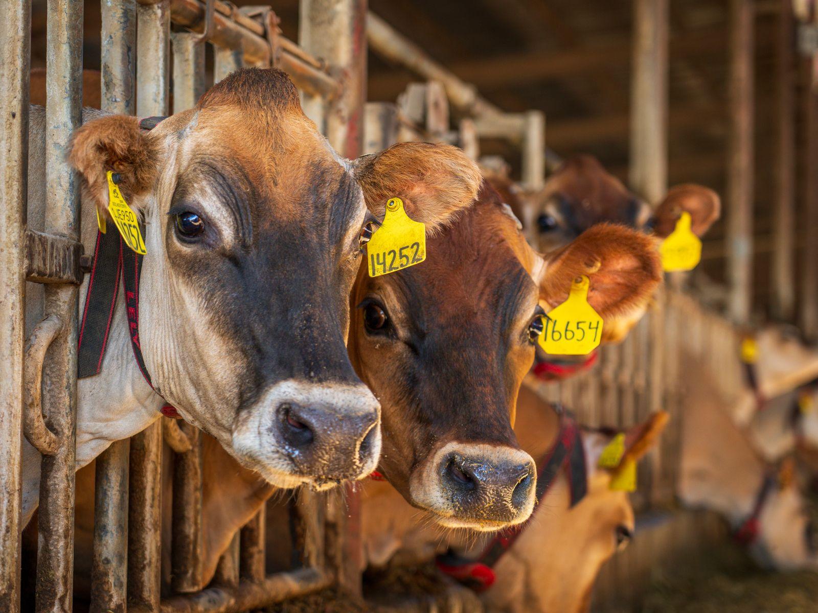 Ayrshire cow