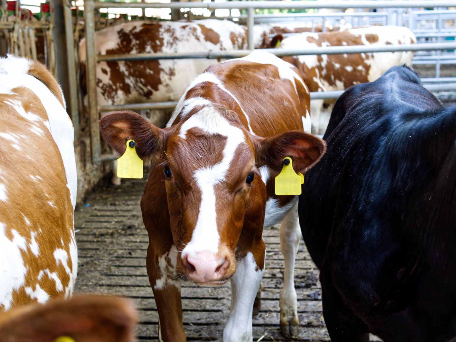Friesian vs Ayrshire vs Jersey: Which Dairy Cow Is Right for You?
