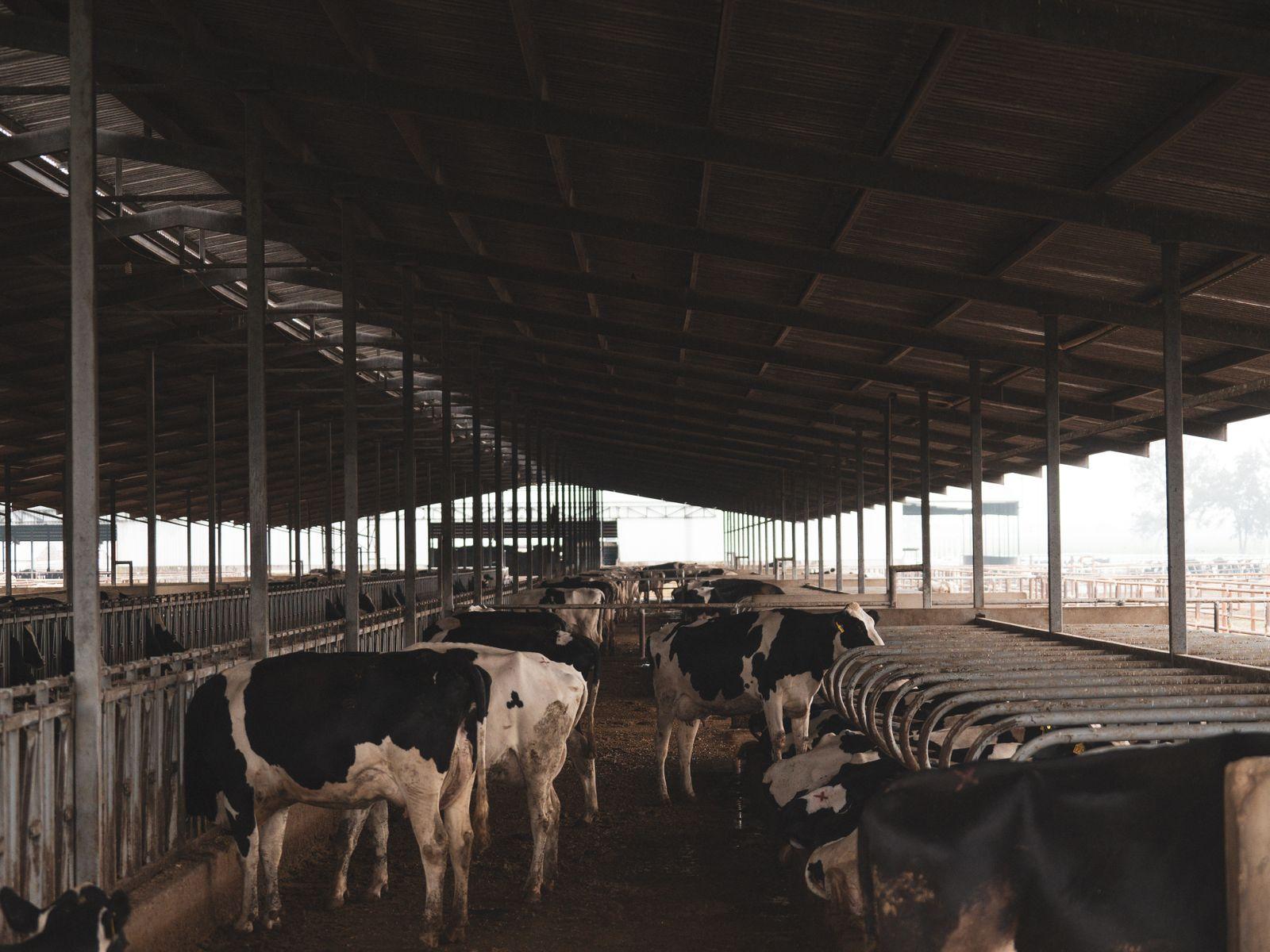 Setting Up a Zero-Grazing Unit in Kenya: A Practical Guide