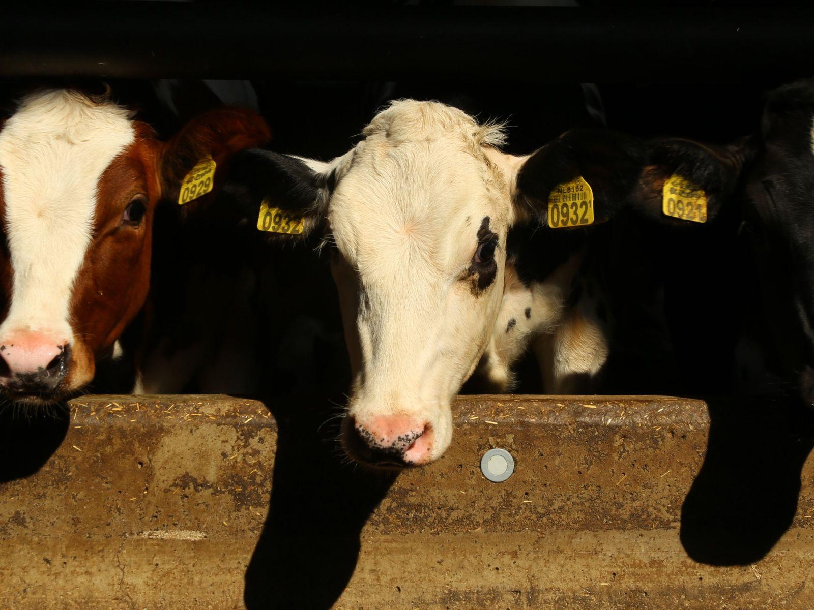Sameer Breeders dairy cattle in Githunguri, Kenya