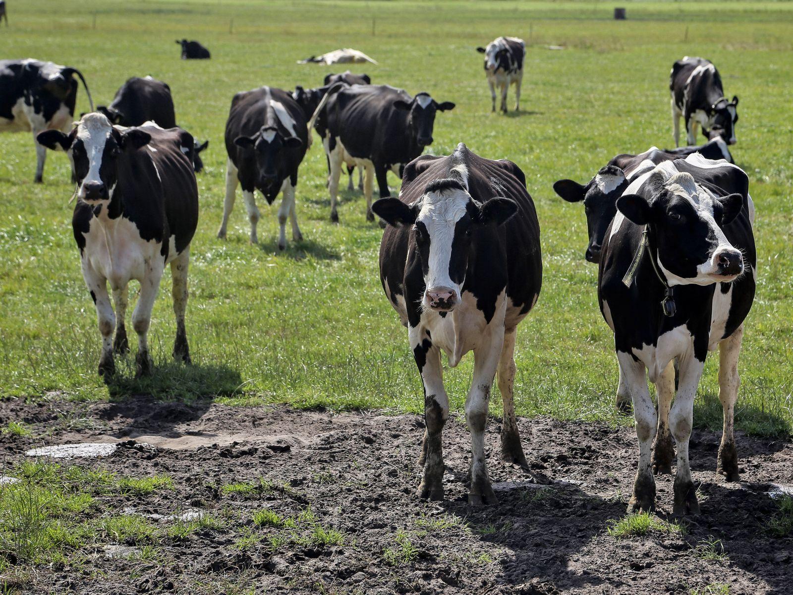 Holstein-Friesian