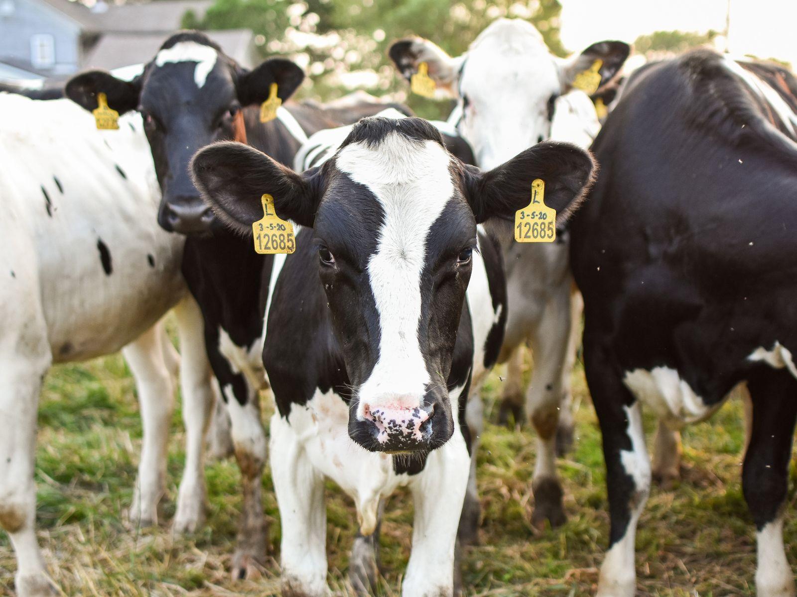 Holstein-Friesian