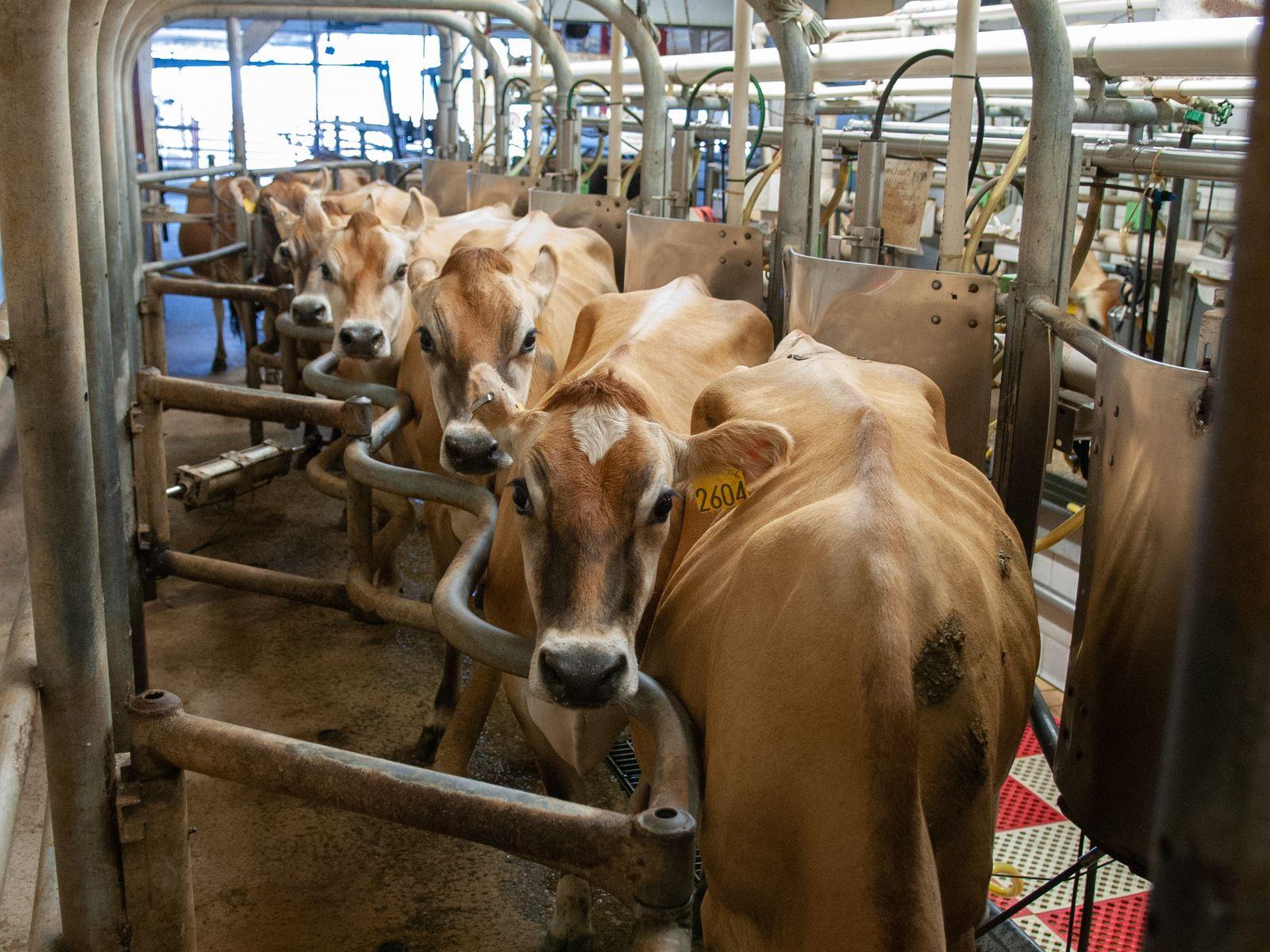 Sameer Breeders dairy cattle in Githunguri, Kenya